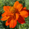 Tango Cosmos
